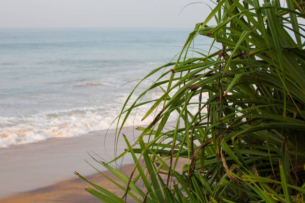 summer morning shot of long green sword shaped leaves of a yucca plant with the blue sea, white waves and yellow sand in the background. Pitiwella beach, Sri Lanka island - Φωτογραφία, εικόνα