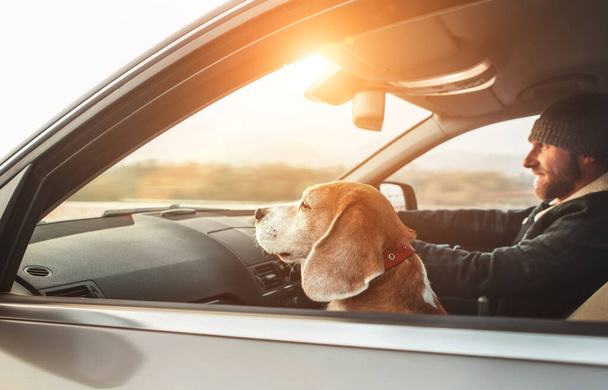Man riding a car and his beagle dog sit inside with him. Travel with pets concept image. - Photo, image