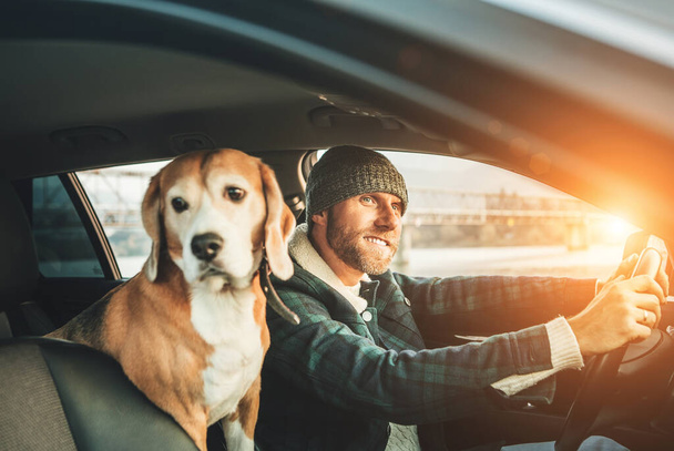 Man riding a car and his beagle dog sit inside with him. Travel with pets concept image. - Fotoğraf, Görsel