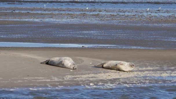 Danimarka 'da Fano Adası yakınlarındaki Wadden Denizi' nde kumsalda foklar dinleniyor. - Video, Çekim
