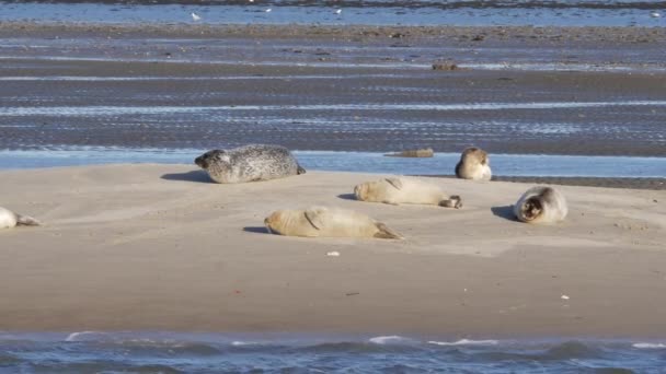 Tuleni odpočívající na písčitém břehu Waddenského moře u ostrova Fano v Dánsku - Záběry, video
