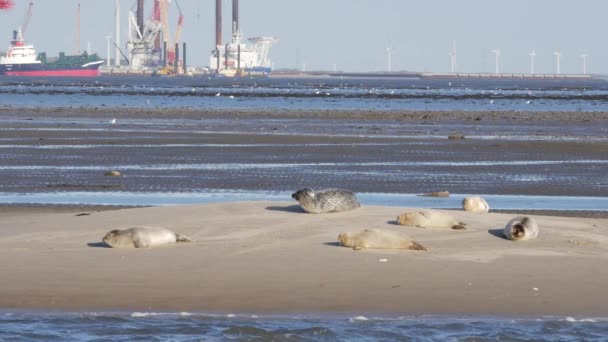 Phoques se relaxant sur le banc de sable dans la mer des Wadden près de l'île de Fano au Danemark - Séquence, vidéo