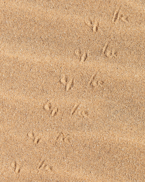 Lézard trace à travers le sable
 - Photo, image