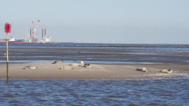 Tuleni odpočívající na písčitém břehu Waddenského moře u ostrova Fano v Dánsku - Záběry, video