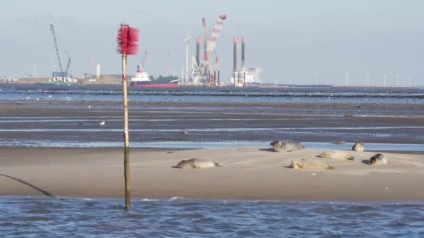 Las focas se relajan en el banco de arena en el mar de Wadden cerca de la isla Fano en Dinamarca - Metraje, vídeo