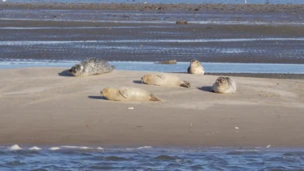 Danimarka 'da Fano Adası yakınlarındaki Wadden Denizi' nde kumsalda foklar dinleniyor. - Video, Çekim