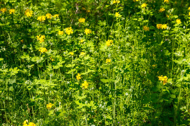 Bloemen van gele celandine in het bos. Chelidonium majus (beter bekend als celandine, tepelhof, zwaluwwort of tetterwort)) - Foto, afbeelding