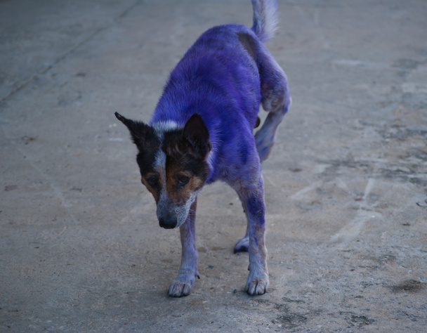 Paleta de perro
 - Foto, Imagen