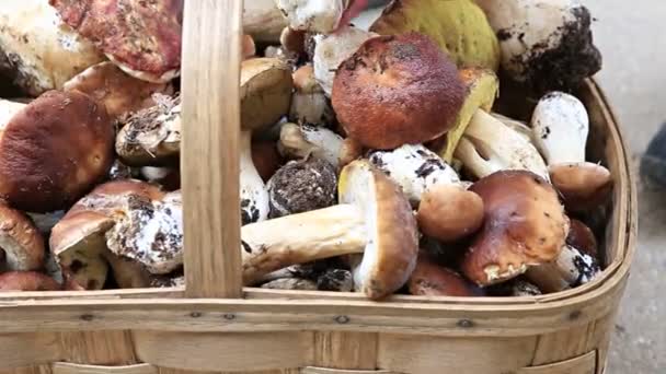 Gombák kosárban - Felvétel, videó