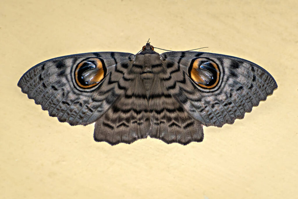 Изолированное изображение Brahmaea wallichii, также известного как сова моль на ясном фоне
. - Фото, изображение