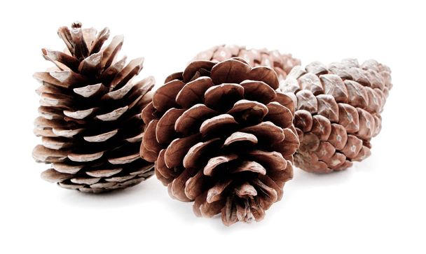 Grupo de conos de pino aislados sobre fondo blanco
 - Foto, Imagen