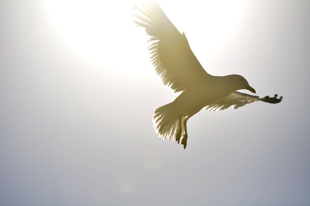 Seagull - Photo, Image