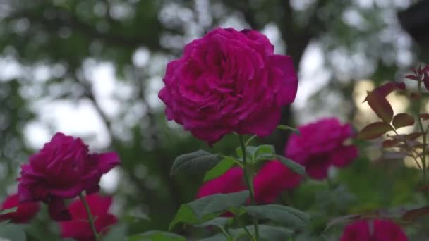 Βούρτσες από τριαντάφυλλα με λουλούδια που κινούνται στον άνεμο - Πλάνα, βίντεο