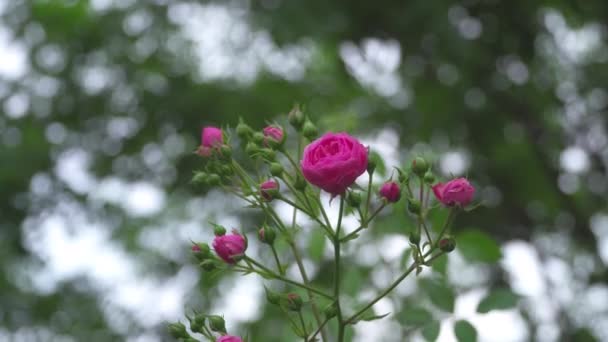 Βούρτσες από τριαντάφυλλα με λουλούδια που κινούνται στον άνεμο - Πλάνα, βίντεο