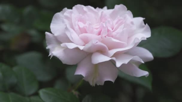 Rózsaágak virágokkal a szélben - Felvétel, videó