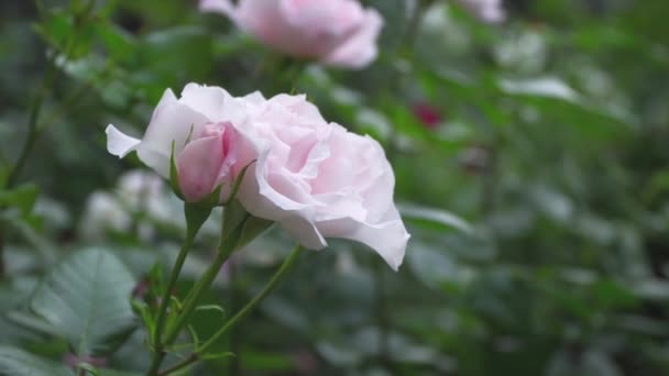 Arbustes de roses avec des fleurs se déplaçant dans le vent - Séquence, vidéo