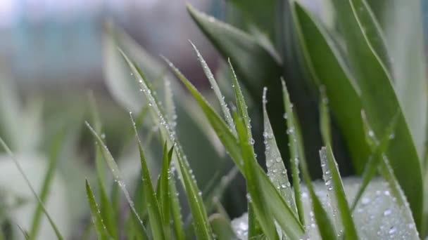 Zavřít na zelené čerstvé trávy po dešti v jarním slunném dni.  - Záběry, video