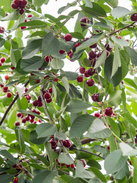 Cherry tree branch with bunches of ripe red berries and green leaves - Photo, Image