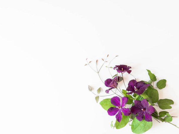 Mor klematis çiçeklerinin düz bileşimi ve beyaza izole edilmiş yapraklar. Üst Manzara. Boşluğu kopyala - Fotoğraf, Görsel