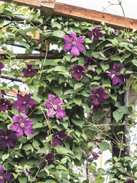 Belle grimpe pourpre fleur clématite sur le mur du gazebo jardin - Photo, image