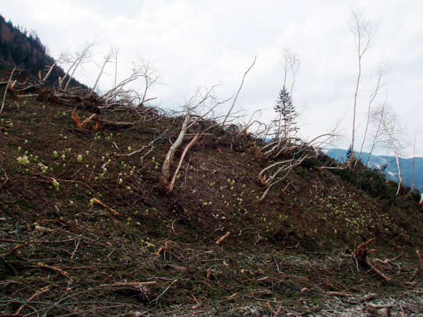 Poškození lesa způsobené lavinami v horách na jaře - Fotografie, Obrázek