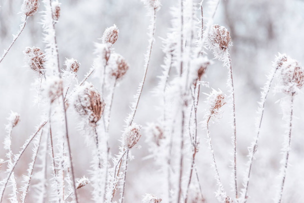 木の枝に雪が降る。木の冬景色は雪で覆われています。雪枝の重症度. - 写真・画像