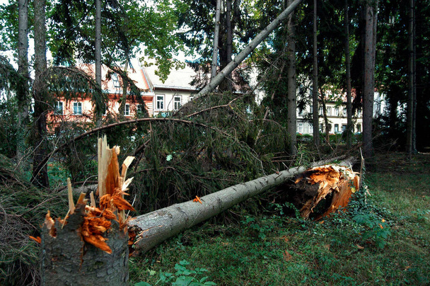 vahingot myrskyn jälkeen puistossa, kaatuneet puut ja tuhoaminen - Valokuva, kuva