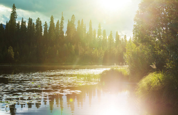 Зелене літнє озеро в лісі
 - Фото, зображення