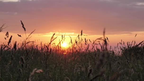 Krásná tráva s pozadím - Záběry, video