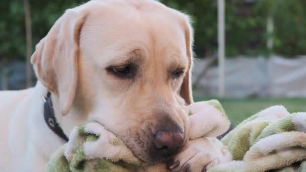 Labradorský pes okusuje pokrývku ležící na trávě. Mladý labrador ve věku 1 roku. V létě ležím na trávě a cucám deku. Detailní záběr. - Záběry, video
