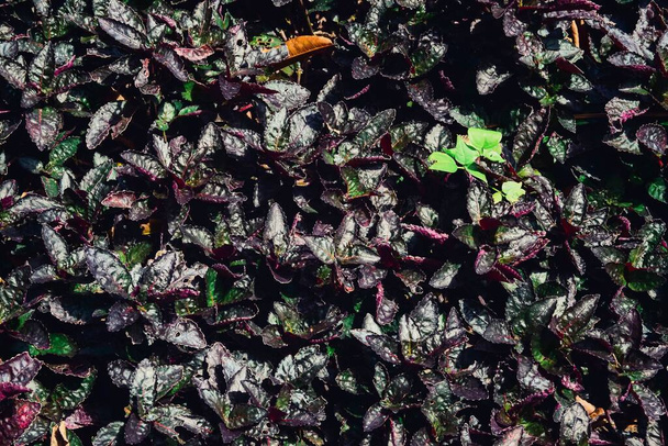 A closeup shot of the purple leaves of the plants known as hemigraphis - Photo, image