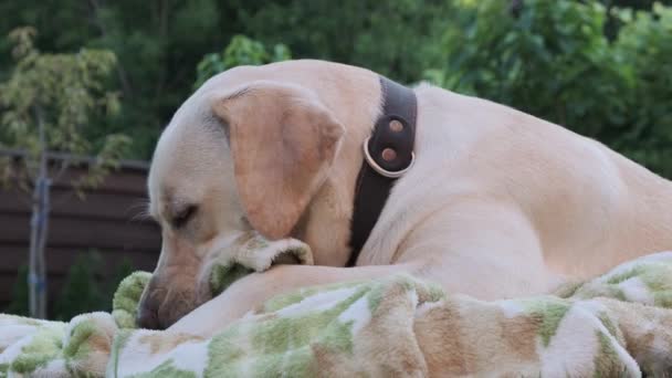 Labrador cão mordisca um cobertor deitado na grama. Jovem Labrador idade 1 ano fawn. No verão, deitado na grama, chupa um cobertor. Close-up
. - Filmagem, Vídeo