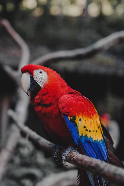 A selective focus shot of a beautiful red parrot with yellow and blue marks - Photo, image