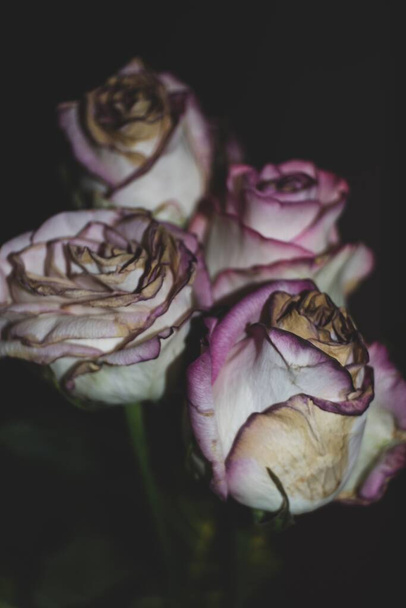 A vertical shot of four rotting pink roses on a dark background - Φωτογραφία, εικόνα