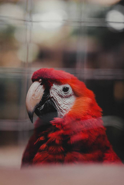 A selective focus shot of a beautiful red parrot with yellow and blue marks - Foto, immagini