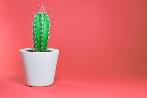 A green cactus behind a pink background - Foto, Bild