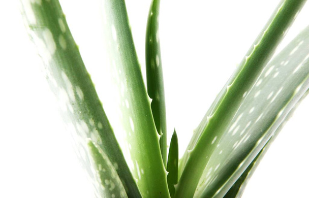 A closeup shot of an aloe vera plant isolated on a white background - Fotoğraf, Görsel
