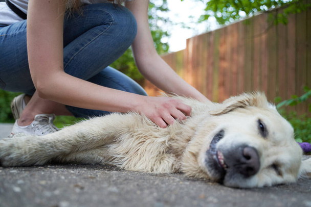 Woman stroking happy dog lying on ground at summer. - Фото, зображення