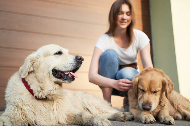 Woman in blue jeans next to two dogs on street in afternoon - Foto, imagen