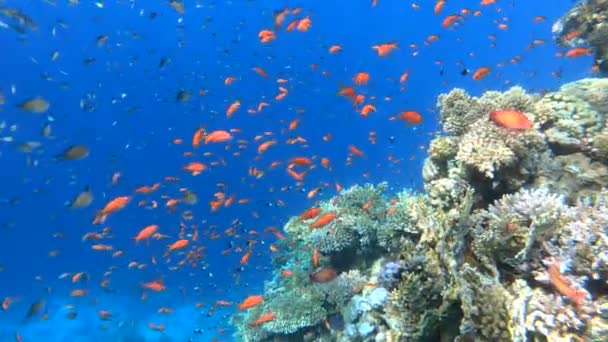 Sok hal, gyönyörű korallzátony a víz alatt. - Felvétel, videó