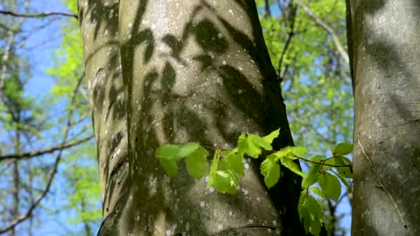 Springtime landscape and woodland background. New leaves on the trees move in the breeze and the sunlight flickers though the tree canopy and creates shadows and mesmerising movement. - Video