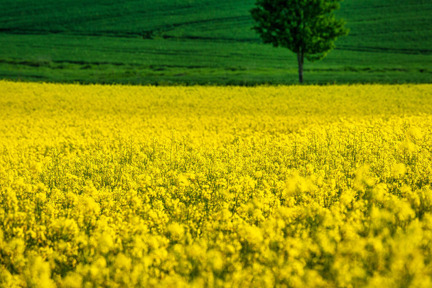 Spring rural landscape with rapeseed fields and with lonely tree at grassy green meadow. Rajec valley in Slovakia, Europe. - Photo, Image