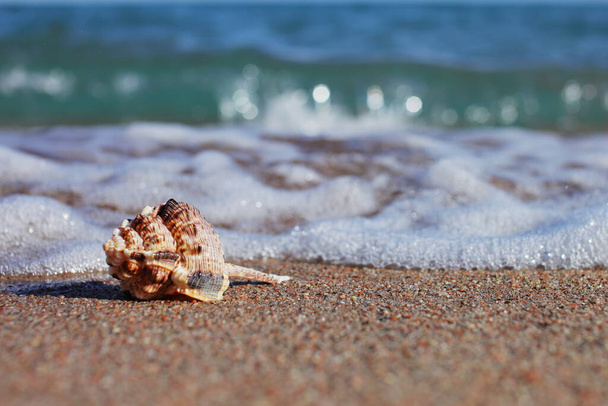 Mořské mušle na pláži. Písečná pláž s vlnami. Koncept letních prázdnin. Dovolená u moře. Kvalitní fotografie - Fotografie, Obrázek