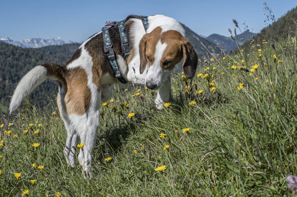 During a hike up the Rabenkopf in Jachenau, a beagle lingers in the middle of a flowery mountain meadow - Photo, image