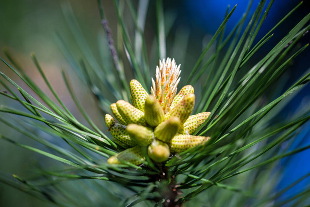 Болотная сосна, латинское название Pinus mugo, мужская пыльца, производящая стробили
. - Фото, изображение
