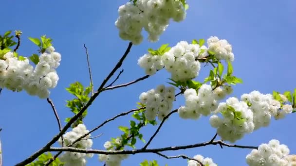 Fioritura di mele, rami di puro fiore bianco su rami ondeggianti nella brezza in primavera. Cielo blu e sole. Fresco scenario naturale di fondo simbolo di nuova vita e speranza per il futuro - Filmati, video