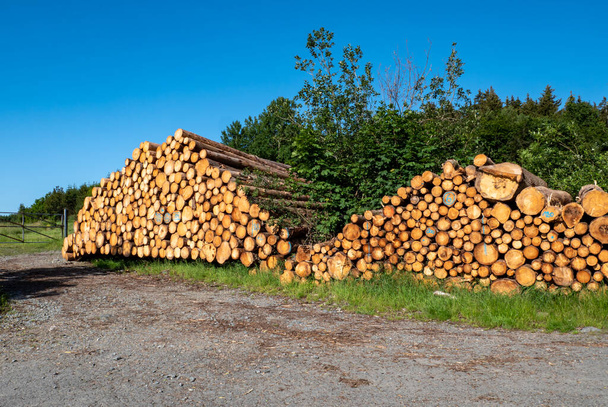 Bois de sciage de l'industrie forestière - Photo, image