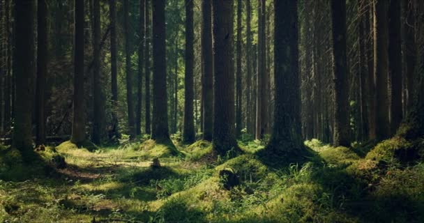 Foresta con grandi pini permeati di luce solare - Filmati, video