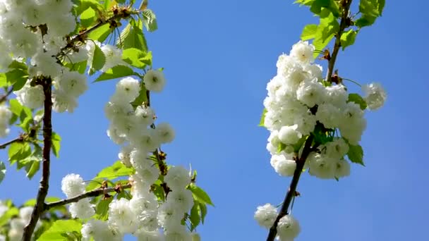 Kwiat jabłoni, gałęzie czystego białego kwiatu na gałęziach kołyszących się na wietrze wiosną. Błękitne niebo i słońce. Świeża scena naturalnego tła symbolizująca nowe życie i nadzieję na przyszłość - Materiał filmowy, wideo