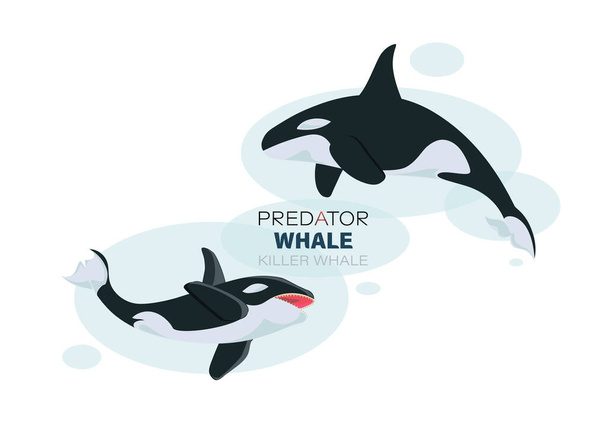Killer whales underwater. Sketch. Vector illustration with splash texture. Marine mammals. Design for poster, textiles, t-shirt, thematic site, diving club, spearfishing isolated on a white background - Vector, Image